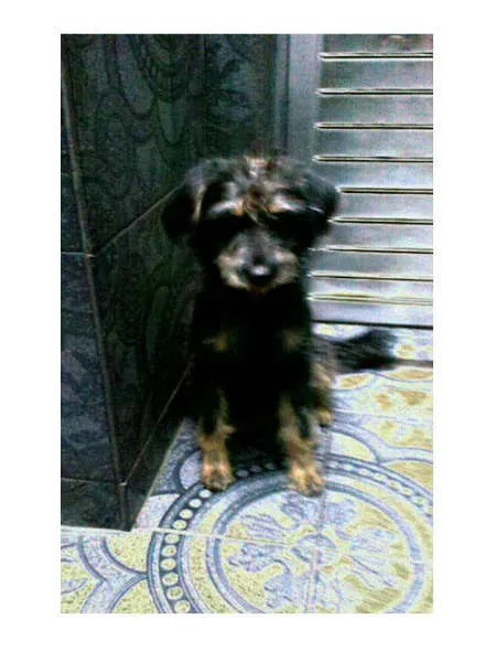 Cachorro ra a SRD  idade 2 anos nome LINDT