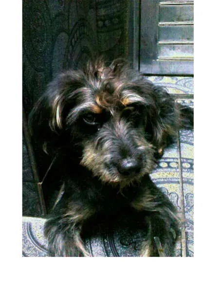 Cachorro ra a SRD  idade 2 anos nome LINDT