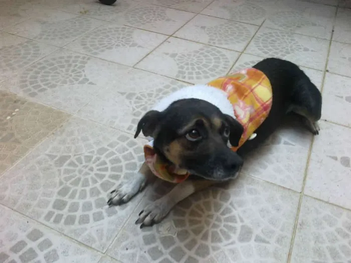 Cachorro ra a SRD idade 1 ano nome BOMBOM