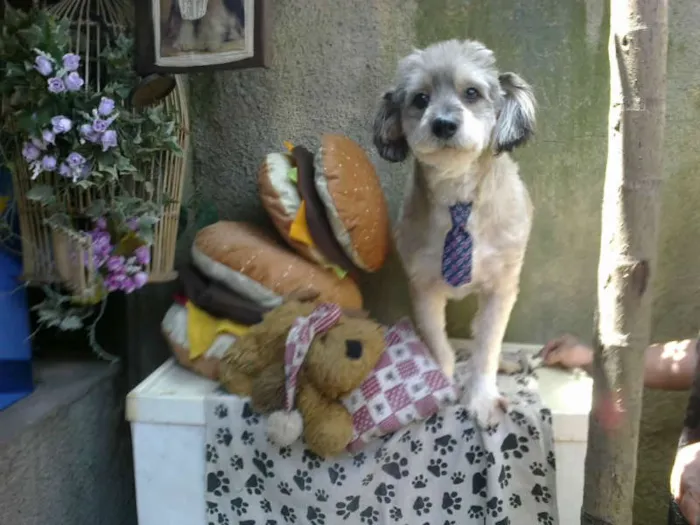 Cachorro ra a SRD idade 3 anos nome LUCKY