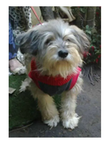 Cachorro ra a SRD idade 3 anos nome LUCKY
