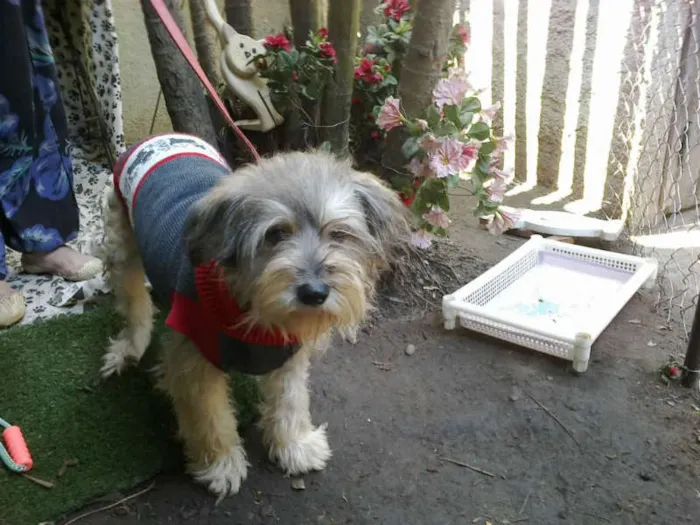 Cachorro ra a SRD idade 3 anos nome LUCKY
