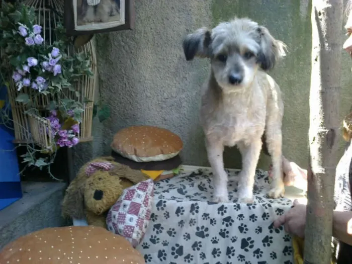 Cachorro ra a SRD idade 3 anos nome LUCKY