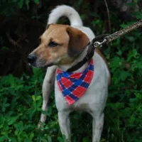 Cachorro ra a SRD  idade 2 anos nome ALFAJOR