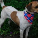 Cachorro ra a SRD  idade 2 anos nome ALFAJOR