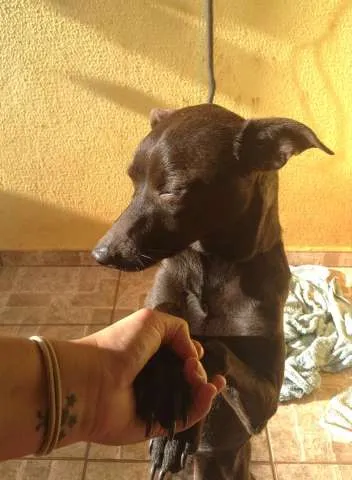 Cachorro ra a Indefinida idade 3 anos nome Bela