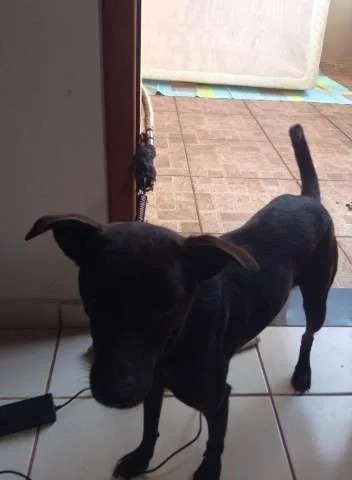 Cachorro ra a Indefinida idade 3 anos nome Bela