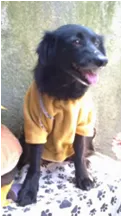 Cachorro ra a SRD idade 2 anos nome TRUFA 