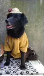 Cachorro raça SRD idade 2 anos nome TRUFA 
