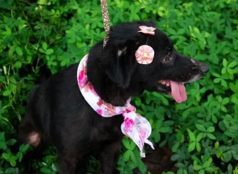 Cachorro ra a SRD idade 2 anos nome TRUFA 
