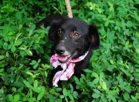 Cachorro ra a SRD idade 2 anos nome TRUFA 