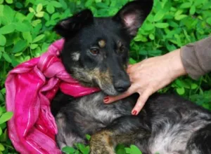 Cachorro raça srd idade 2 anos nome Millie 