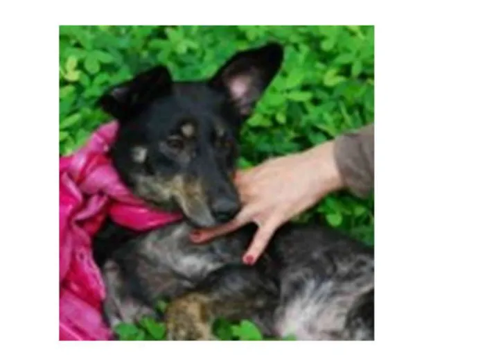 Cachorro ra a srd idade 2 anos nome Millie 