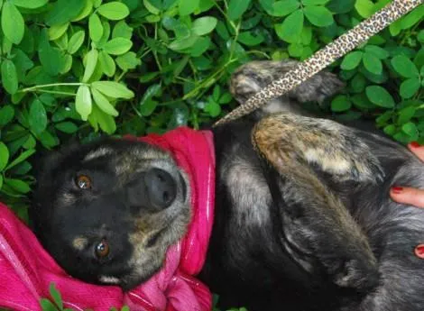 Cachorro ra a srd idade 2 anos nome Millie 