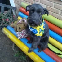 Cachorro ra a SRD MIX SCHNAUZER idade 2 anos nome MUFFIN