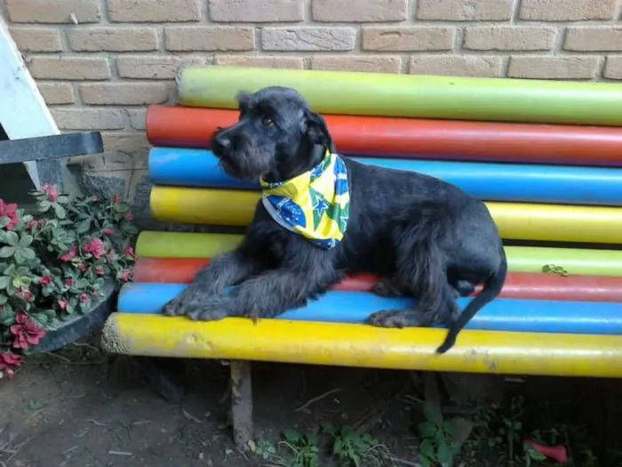 Cachorro ra a SRD MIX SCHNAUZER idade 2 anos nome MUFFIN