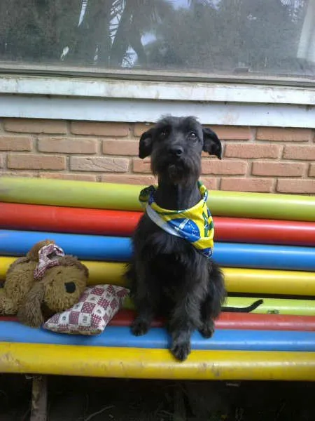 Cachorro ra a SRD MIX SCHNAUZER idade 2 anos nome MUFFIN
