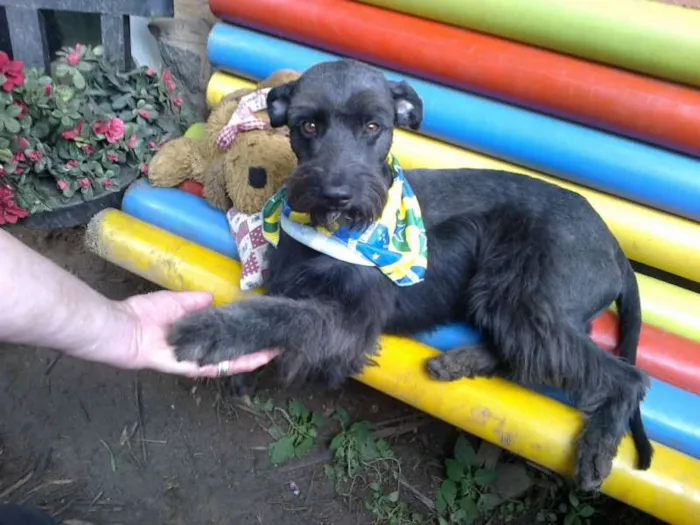 Cachorro ra a SRD MIX SCHNAUZER idade 2 anos nome MUFFIN