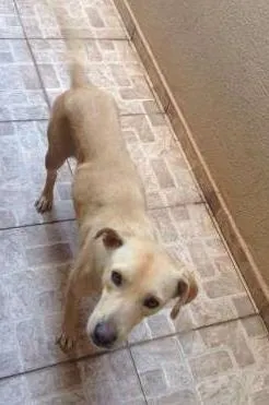 Cachorro ra a Indefinida idade 3 anos nome Saori