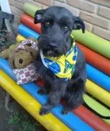 Cachorro ra a SRD MIX SCHNAUZER idade 2 anos nome MUFFIN