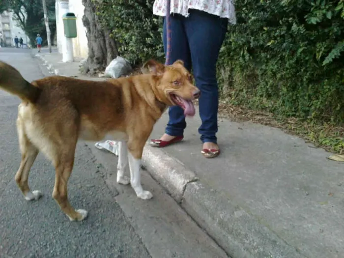 Cachorro ra a srd idade 2 anos nome CARAMELO