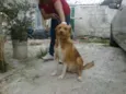 CARAMELO