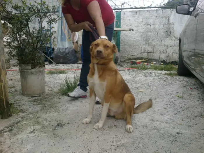 Cachorro ra a srd idade 2 anos nome CARAMELO