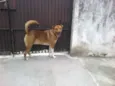 CARAMELO