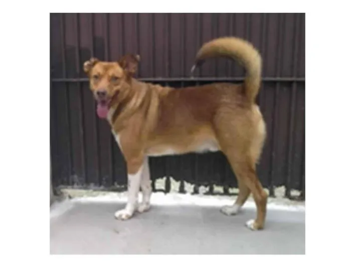 Cachorro ra a srd idade 2 anos nome CARAMELO