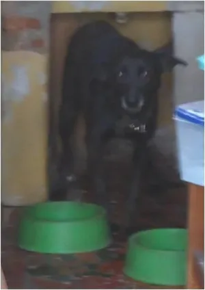 Cachorro raça Sem raça definida idade  nome Quiara