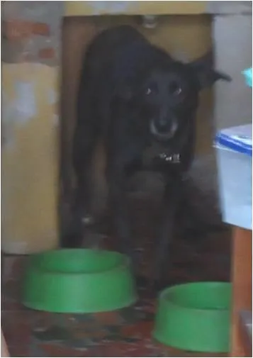Cachorro ra a Sem raça definida idade  nome Quiara