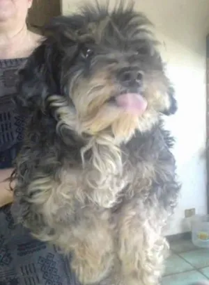 Cachorro raça SRD MIX SHITZU idade 2 anos nome BROWNIE