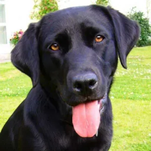 Cachorro raça Labrador idade 1 ano nome Pelé