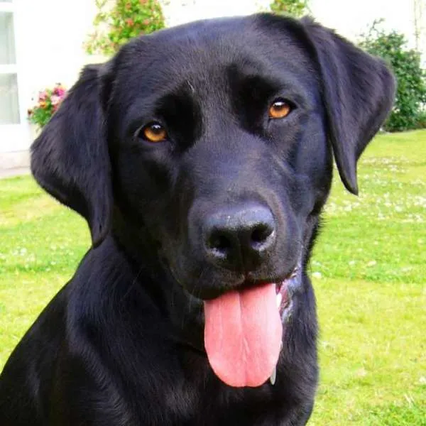 Cachorro ra a Labrador idade 1 ano nome Pelé