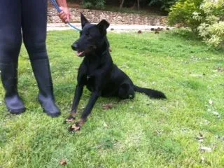 Cachorro ra a SRD idade 2 anos nome MORENA