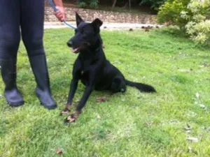 Cachorro raça SRD idade 2 anos nome MORENA