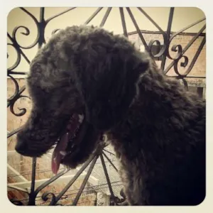 Cachorro raça Poodle idade 7 a 11 meses nome Bolinha