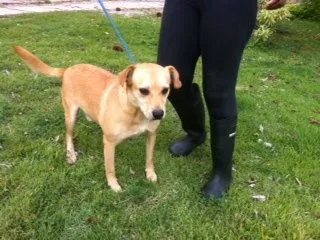 Cachorro raça SRD idade 2 anos nome PIKACHU