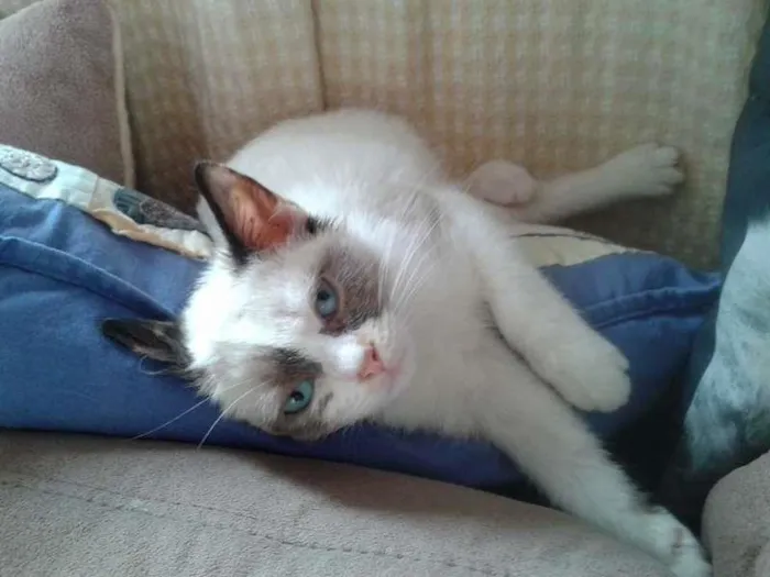 Gato ra a SRD idade 2 a 6 meses nome MELISSA