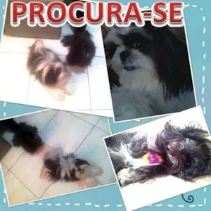 Cachorro raça Shitzu idade 5 anos nome AIKO E LAILA GRATIFICA