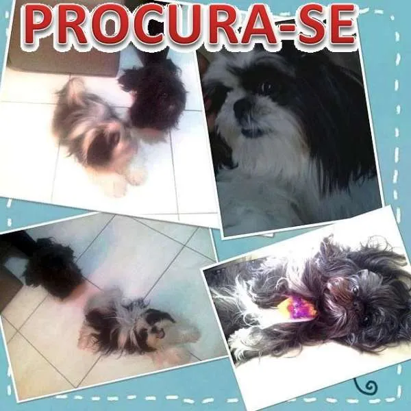 Cachorro ra a Shitzu idade 5 anos nome AIKO E LAILA GRATIFICA
