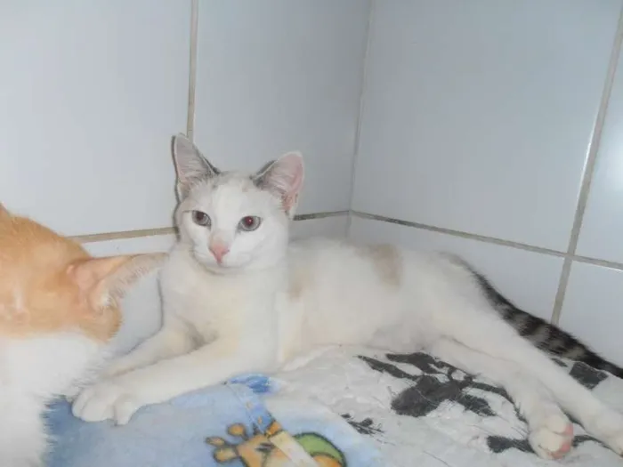 Gato ra a srd idade 2 a 6 meses nome Alpino
