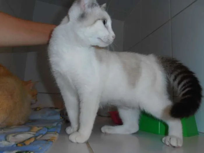 Gato ra a srd idade 2 a 6 meses nome Alpino