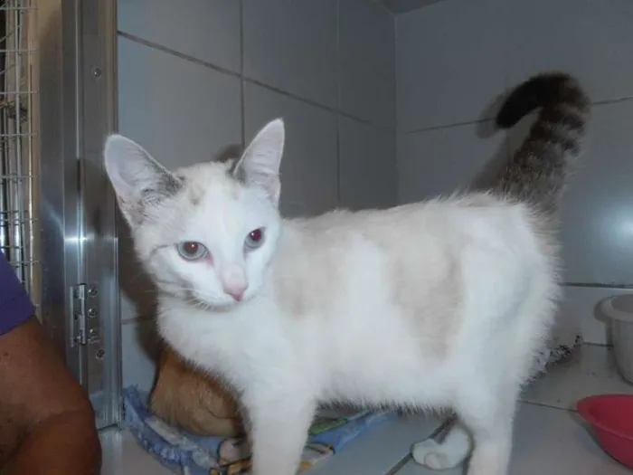Gato ra a srd idade 2 a 6 meses nome Alpino