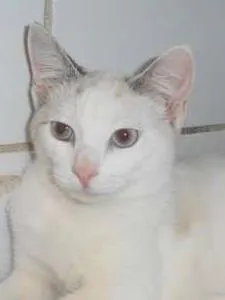 Gato raça srd idade 2 a 6 meses nome Alpino
