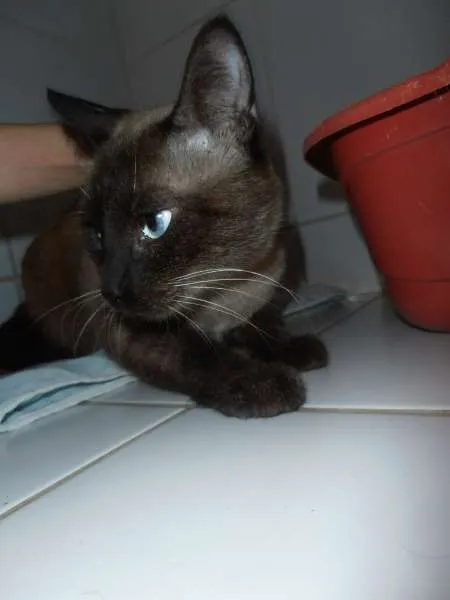 Gato ra a srd idade 1 ano nome Charge