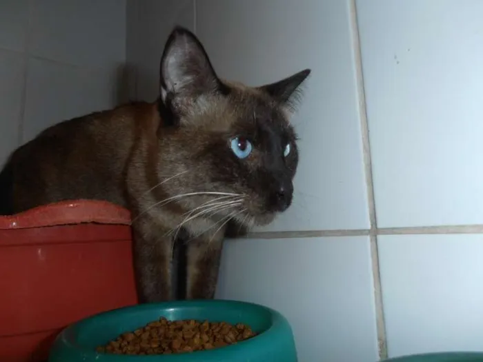Gato ra a srd idade 1 ano nome Charge