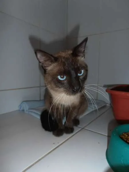 Gato ra a srd idade 1 ano nome Charge
