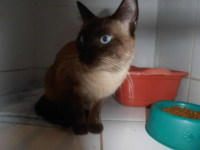 Gato ra a srd idade 1 ano nome Charge
