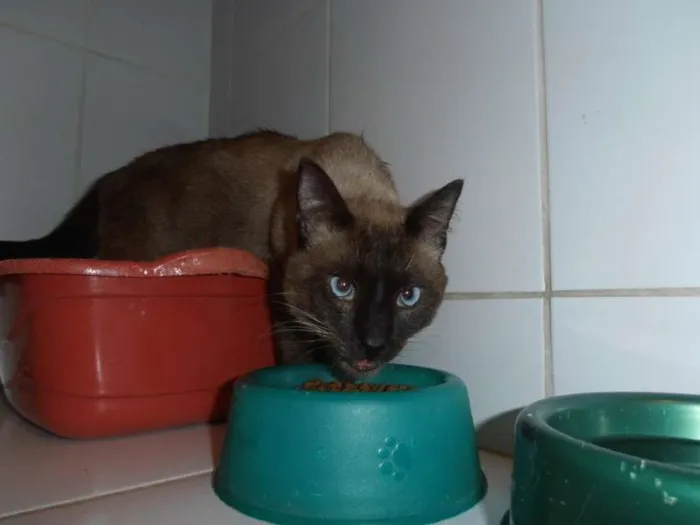 Gato ra a srd idade 1 ano nome Charge